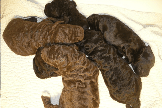 Feature: The Accidental Puppies - DawgTag