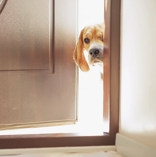dog looking into a door