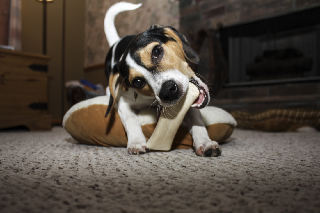 What to do when your dog is teething. - DawgTag