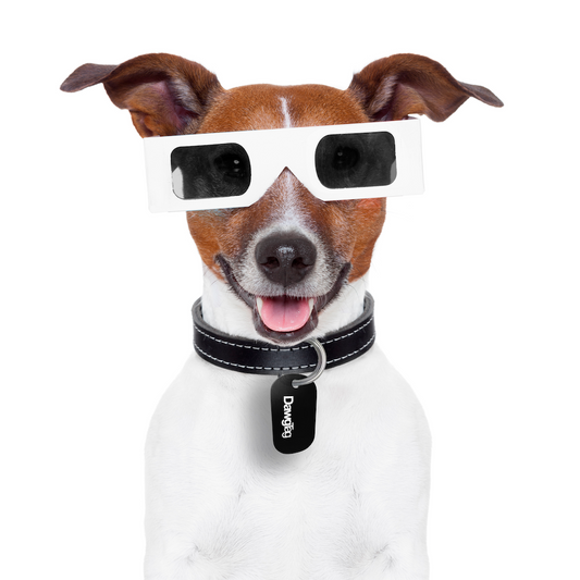 Solar Eclipse Safety for Dogs