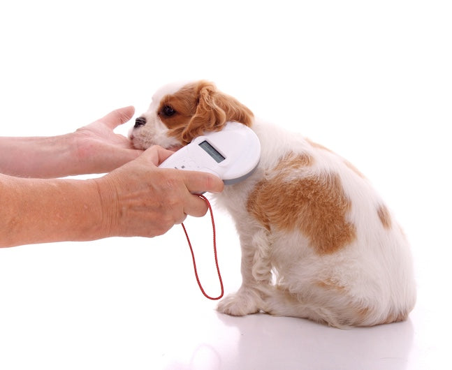 dog being scanned for microchip