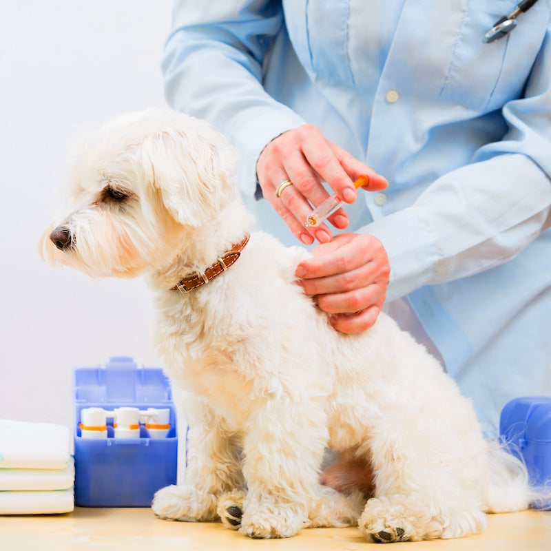 dog receiving rabies vaccine